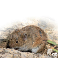 گونه ول معمولی Common Vole